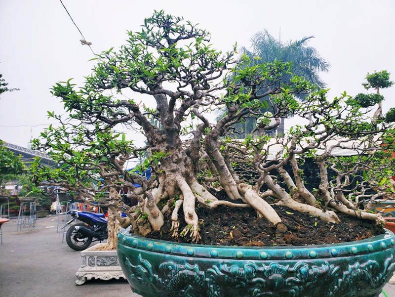 Tiêu dùng & Dư luận - Choáng váng chậu mai chiếu thủy thế lạ 'tạm giam' bằng xích vì sợ trộm (Hình 2).