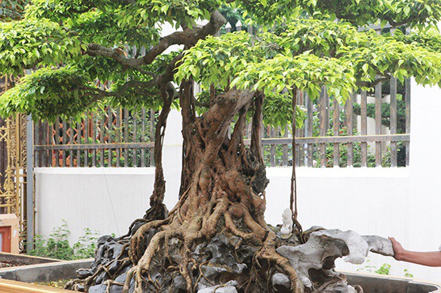 Tiêu dùng & Dư luận - Mãn nhãn cây sanh 'vua', đại gia trả 30 tỷ chủ nhân quyết không bán (Hình 2).