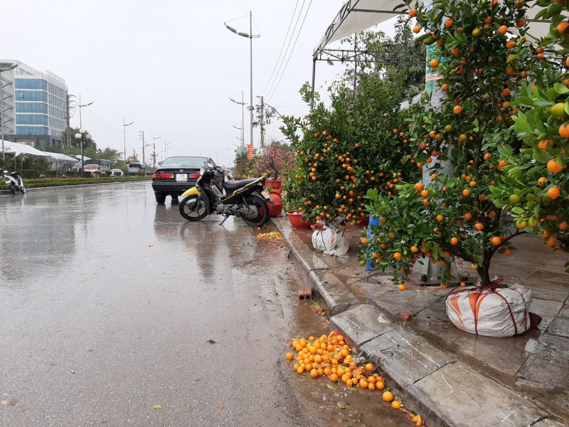 Tiêu dùng & Dư luận - Người bán đào, quất ở Thanh Hóa “rơi nước mắt” ngày cận Tết! (Hình 7).