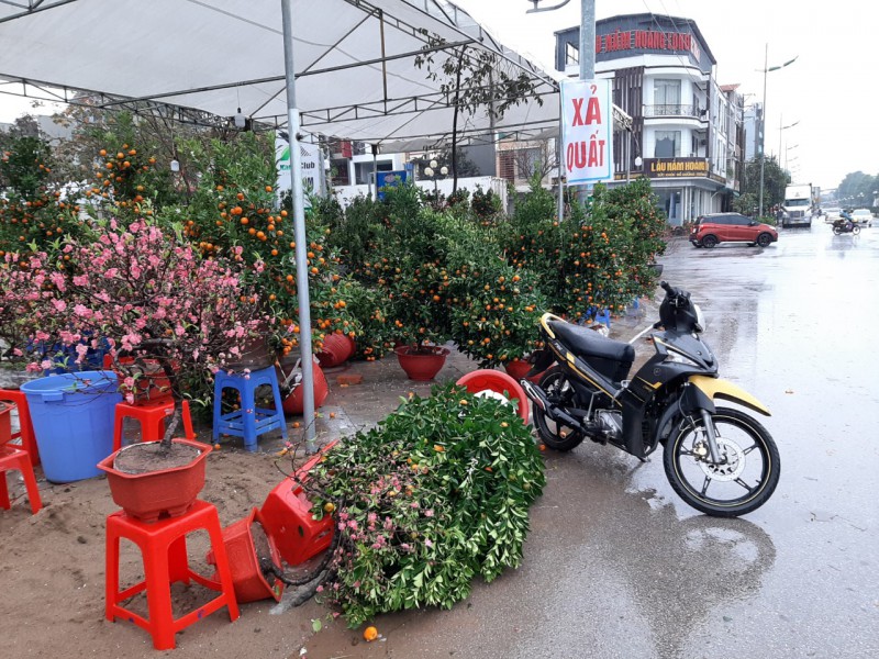 Tiêu dùng & Dư luận - Người bán đào, quất ở Thanh Hóa “rơi nước mắt” ngày cận Tết! (Hình 9).