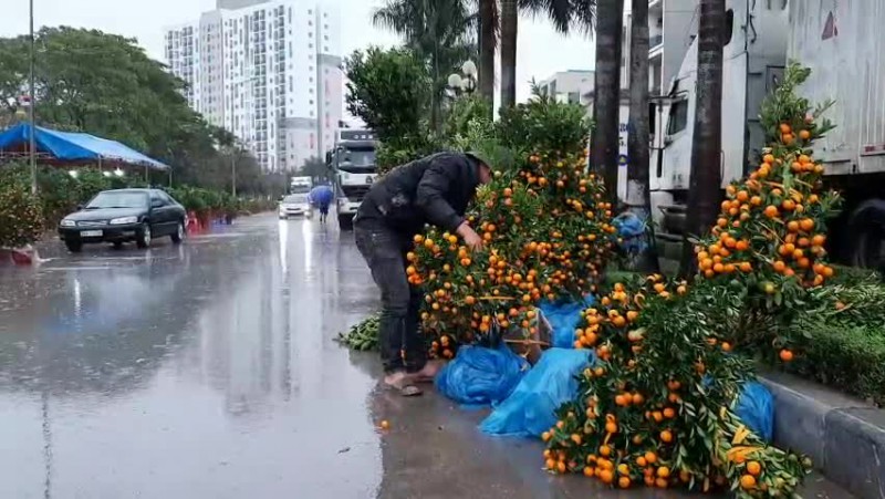 Tiêu dùng & Dư luận - Người bán đào, quất ở Thanh Hóa “rơi nước mắt” ngày cận Tết!