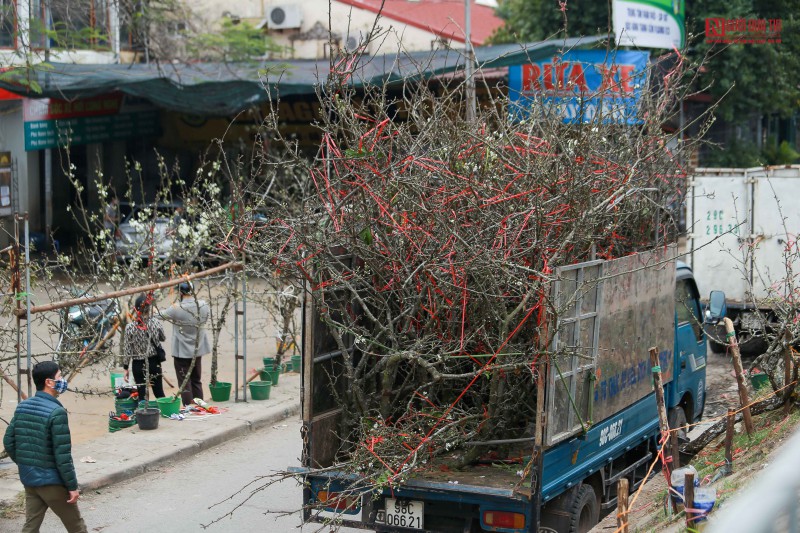 Tiêu dùng & Dư luận - Hoa lê giá vài triệu đồng xuống phố đón xuân (Hình 7).