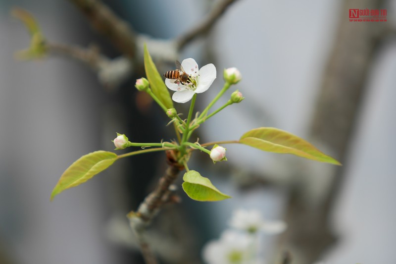 Tiêu dùng & Dư luận - Hoa lê giá vài triệu đồng xuống phố đón xuân (Hình 5).