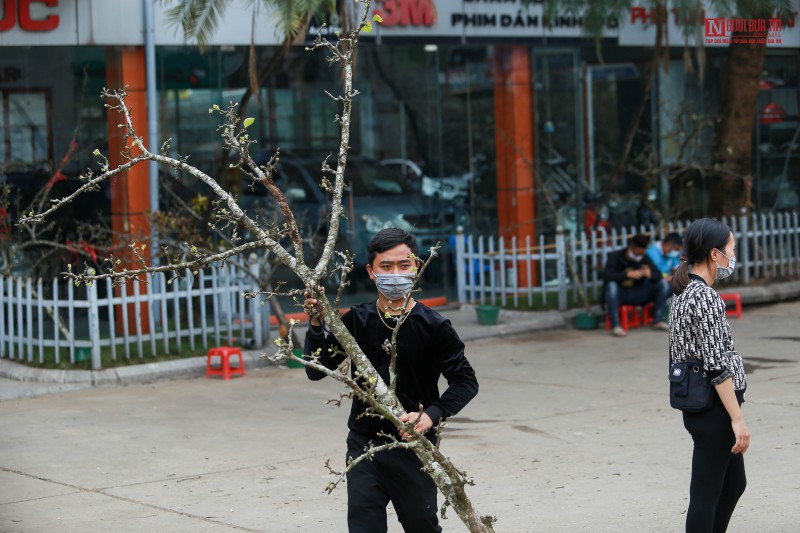 Tiêu dùng & Dư luận - Hoa lê giá vài triệu đồng xuống phố đón xuân (Hình 16).