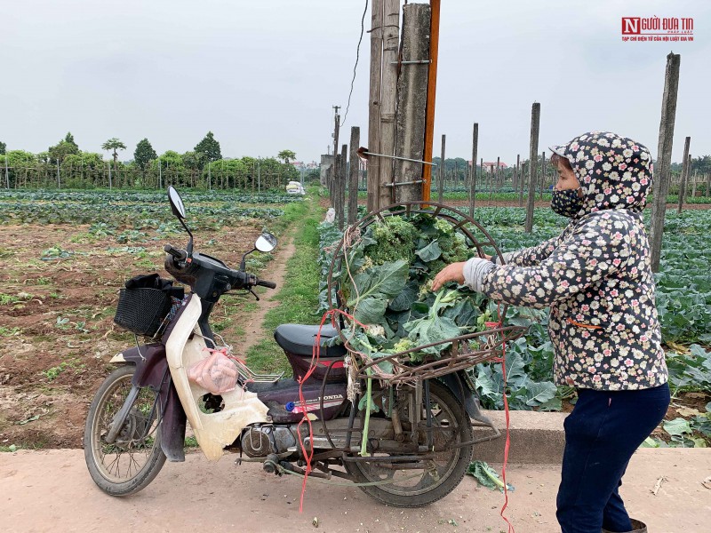 Tiêu dùng & Dư luận - Thời tiết thuận lợi nhưng hàng ngàn tấn rau vẫn ế ẩm (Hình 11).