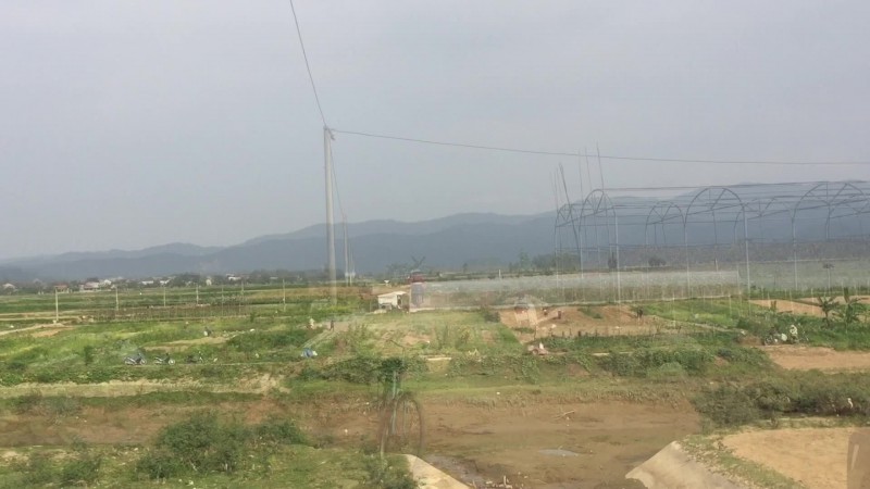 Tiêu dùng & Dư luận - Giá rau quá rẻ mạt người dân xót xa chặt bỏ ngay tại ruộng