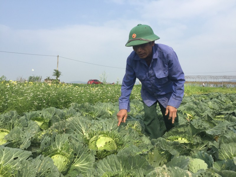 Tiêu dùng & Dư luận - Giá rau quá rẻ mạt người dân xót xa chặt bỏ ngay tại ruộng (Hình 3).