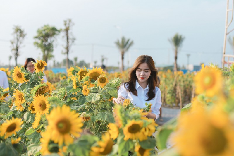 Kinh doanh - Mãn nhãn với cánh đồng hoa hướng dương đẹp ngẩn ngơ cạnh Sài Gòn