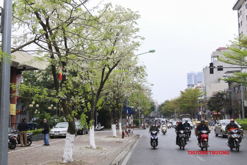 Ngắm hoa sưa phủ tuyết trắng cả góc phố Hà Nội