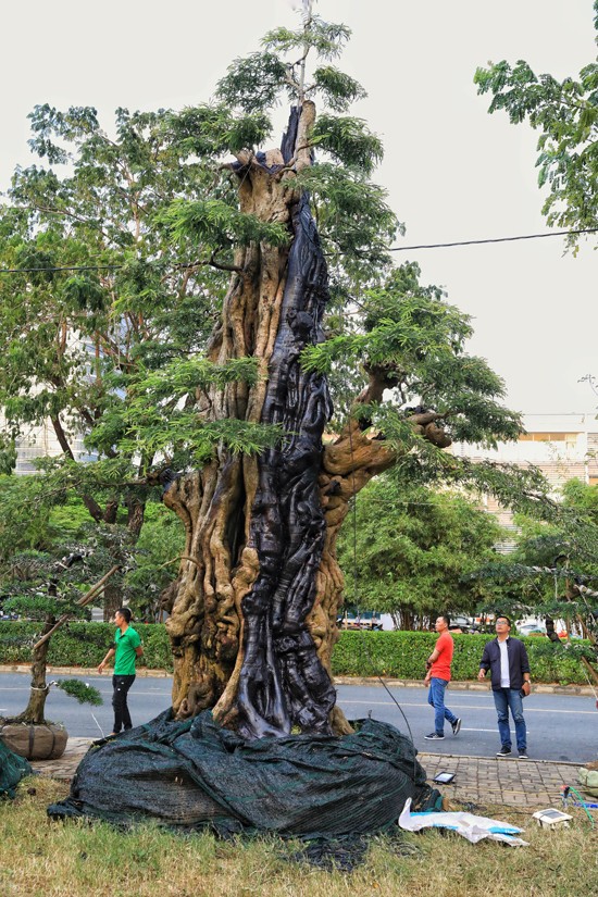 Tiêu dùng & Dư luận - Độc lạ cây me 'khổng lồ' 300 tuổi được 'hét' giá 2 tỷ đồng (Hình 2).