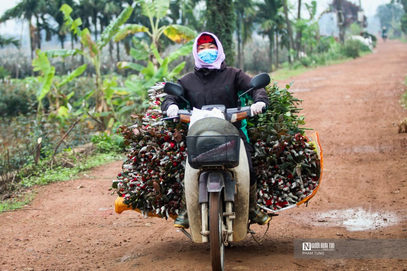 Tiêu dùng & Dư luận - Hà Nội: Nông dân tất bật thu hoạch hoa phục vụ ngày 8/3 (Hình 8).