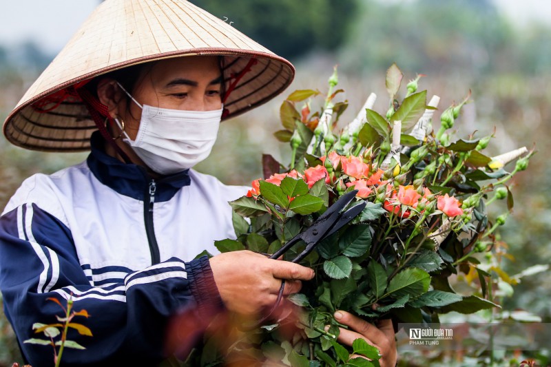 Tiêu dùng & Dư luận - Hà Nội: Nông dân tất bật thu hoạch hoa phục vụ ngày 8/3 (Hình 6).