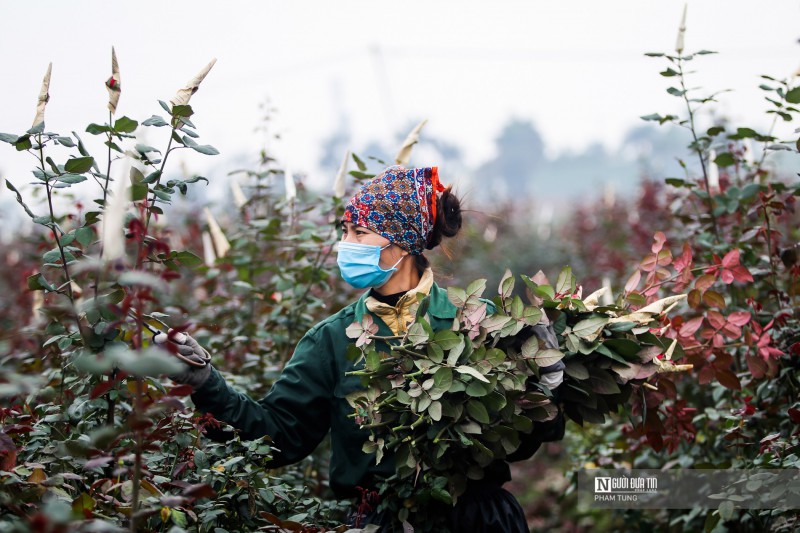 Tiêu dùng & Dư luận - Hà Nội: Nông dân tất bật thu hoạch hoa phục vụ ngày 8/3 (Hình 3).