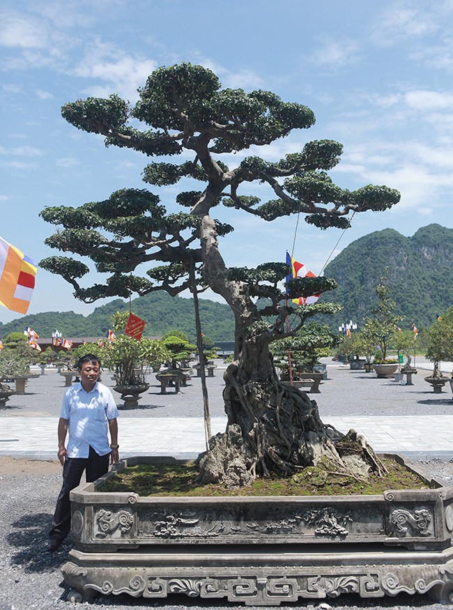 Tiêu dùng & Dư luận - Bán thóc mua cây sanh 'xấu xí', lão nông 'hô biến' thành tác phẩm tiền tỷ (Hình 3).