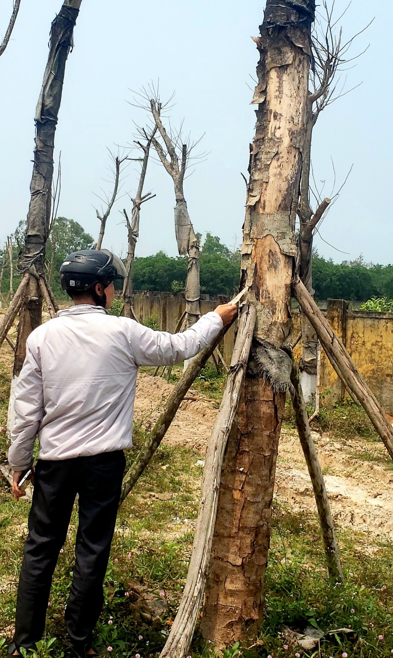 Đầu tư - Phản cảm những cây phượng trụi lá, tróc vỏ ngay cửa ngõ vào TP.Huế (Hình 5).